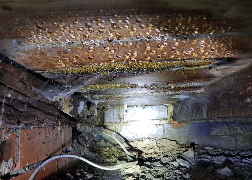 sub floor inspections yorkshire uk